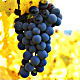 Vineyard's Avatar