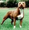 mardawg